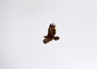 Steppearend (Aquila nipalensis) (juveniel) Hustai Nuruu 08-08-2016 (2)